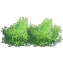 80% Bush